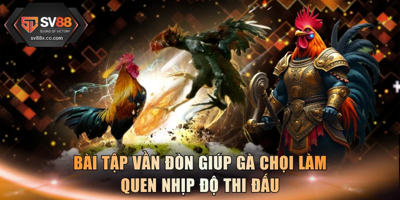 Bài tập vần đòn giúp gà chọi làm quen nhịp độ thi đấu