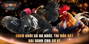 Cách Nuôi Gà Đá