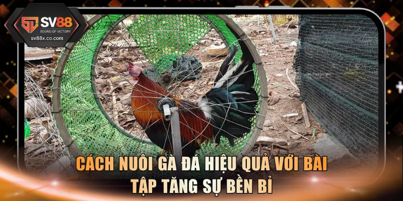 Cách nuôi gà đá hiệu quả với bài tập tăng sự bền bỉ