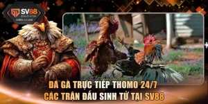 Đá Gà Trực Tiếp Thomo 24/7