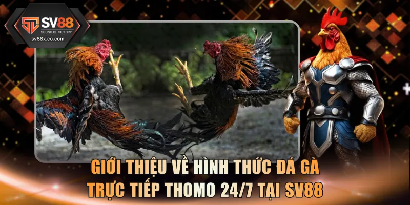 Giới thiệu về hình thức đá gà trực tiếp thomo 24/7 tại SV88