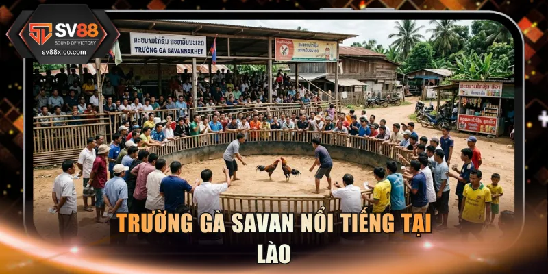 Trường gà Savan nổi tiếng tại Lào